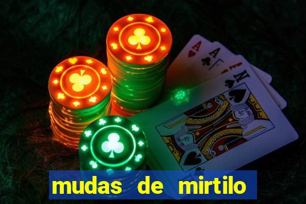 mudas de mirtilo em porto alegre